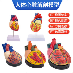 1:1���w���Kģ��B���ʳ��t�W�ăȿ����K���ʽ̌Wģ����Ȼ�����K