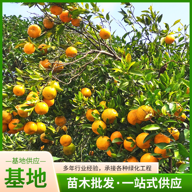 嫁接黄美人苗柑橘苗象山红美人桔子橘子苗树苗柑橘树嫁接当年结果