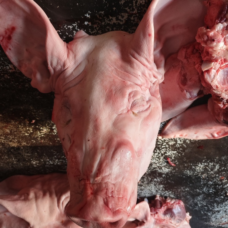 批发毛猪头优惠新鲜整个猪头带猪耳朵猪脸精选猪头膏绍兴批发猪头