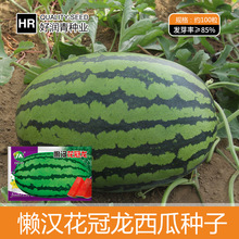 懒汉西瓜种子花皮冠龙大果西农八号种籽春夏季水果金城五号西瓜籽
