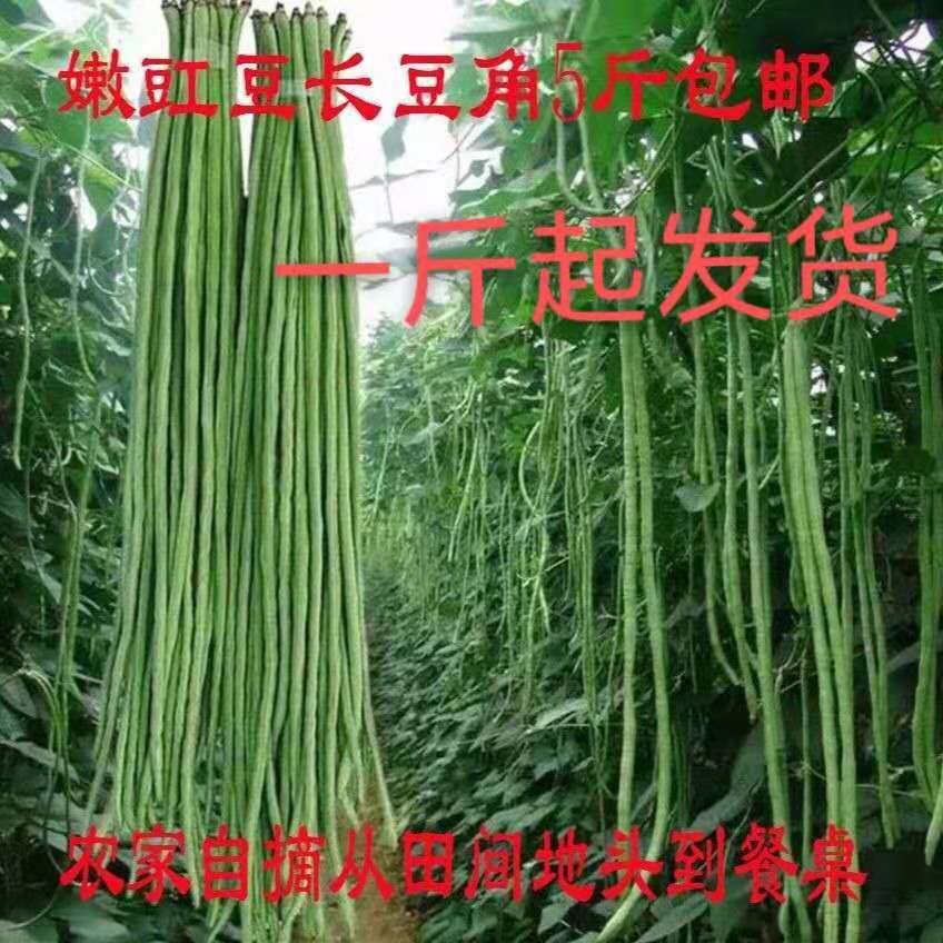 Henan Nanyang fresh Carob Fresh vegetables fresh Cowpea Green beans Farmhouse 1 Deliver goods