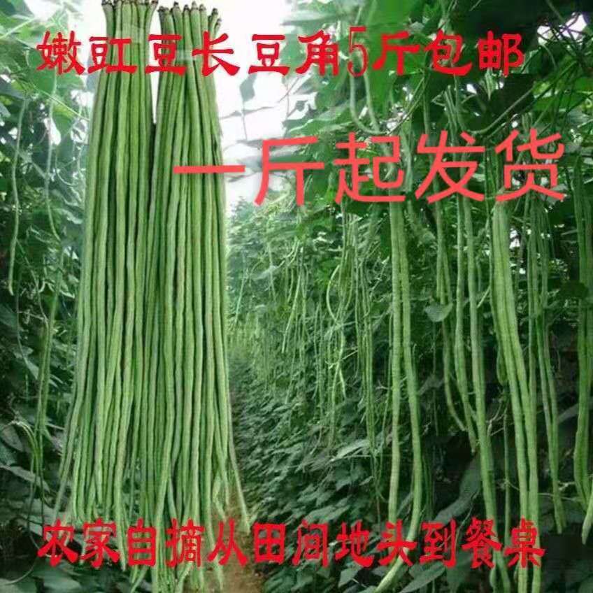 河南南阳新鲜长豆角新鲜蔬菜新鲜豇豆四季豆 农家自种1斤起发货|ms