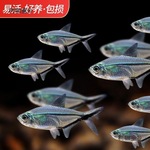 活黑群草缸鱼热带鱼观赏鱼游鱼黑尾大黑尾旗鱼包勾尾灯小型麦太保