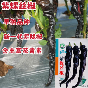 �������N������������Ƥ�����N����ɫ�ݽz���ļ����ﺼ��������