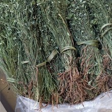 贵州野生正品岩黄连中药材胡岩野岩新货黄莲菊花土生正宗草药