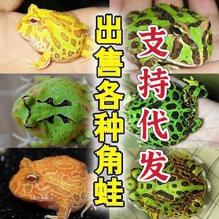 Horned Frog Green Horned Gold Horned Frog Pumpkin Clown Baby Non-Cattle Pet Stall Aquarium Children