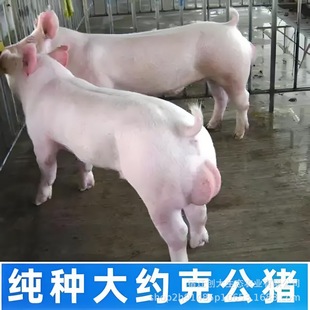 ���깩�����N��s�˹��i����ϵ�L�׶�Ԫ��Ԫ�Bֳ��ɢ�B��s���i