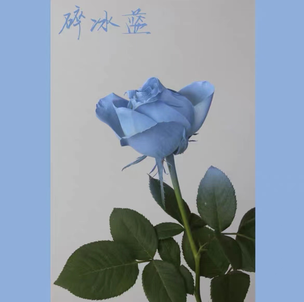 La pintura de aerosol de flores agente de pulverización de color mágico de hielo azul rosa aerosol a base de agua spray floral agente colorante 400ml en stock