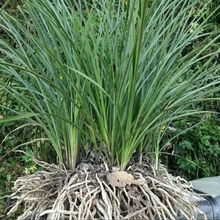 随州兰花按斤卖惠兰春兰带花苞精选苗种植季好成活浓香型耐寒冷