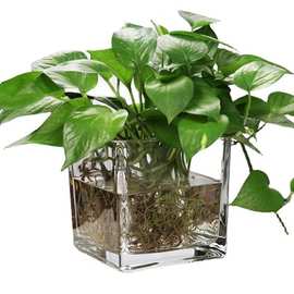 高级感养鱼正方形水培植物玻璃瓶落地超白客厅造景玻璃缸鱼缸