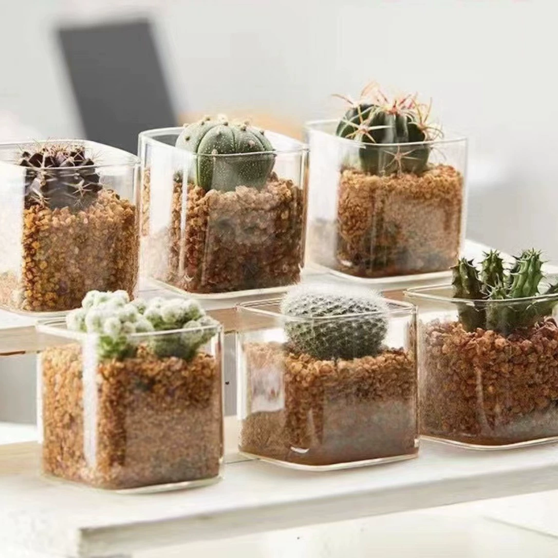 Сукленовое растение цветочный горшок с гидропонной стеклянной бутылкой квартет подсвечник водяной зеленый укроп ваза прозрачный стеклянный квадратный цилиндр