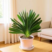 �����m�������҃Ȏ���������ֲ��Gֲ���B�A�^���д����ļ��L��