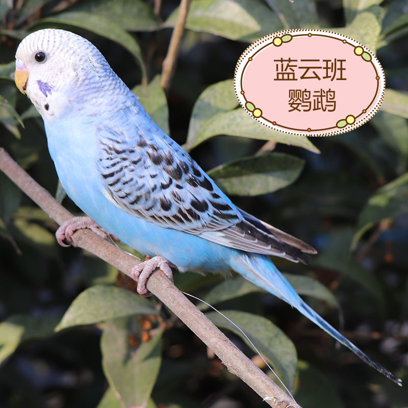 生きたオウム、生きた鳥、セキセイインコ、話す鳥、ペットの鳥、雲の斑点、小さな飼い慣らされたオカメインコ、生きた鳥|undefined