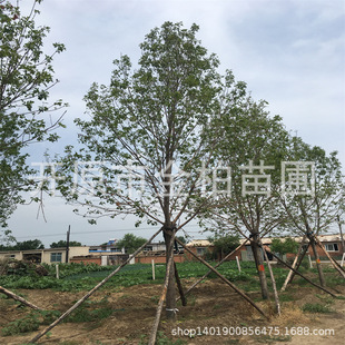 ��Ϟ�� С�^��@������Ϟ �|���ͺ����~�që��Ϟ