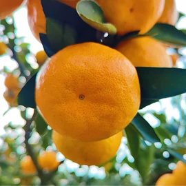 木质工艺品;笔筒;儿童乐器