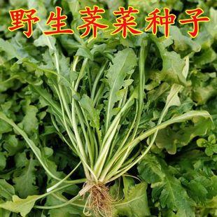 Ұ���j�j�˷N�Ӵ������͟��ͺ��ļ����N�r����@���Ե��d�߲˷N��