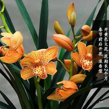 【团购】翁源兰花【东方美人】大花蕙兰好养  室内浓香绿植花卉盆