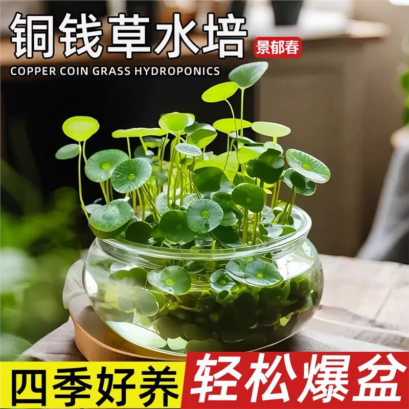 Гидропонное растение пенниворта с корнями, крупнолистный пенниворт для офисного стола, маленькое зеленое растение для привлечения богатства, в горшке.