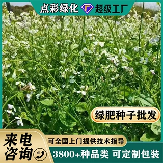 批发绿肥种子多年生紫云英绿源蜜源肥田萝卜种子高产箭筈豌豆种籽