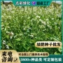 多年生高产肥田萝卜绿肥
