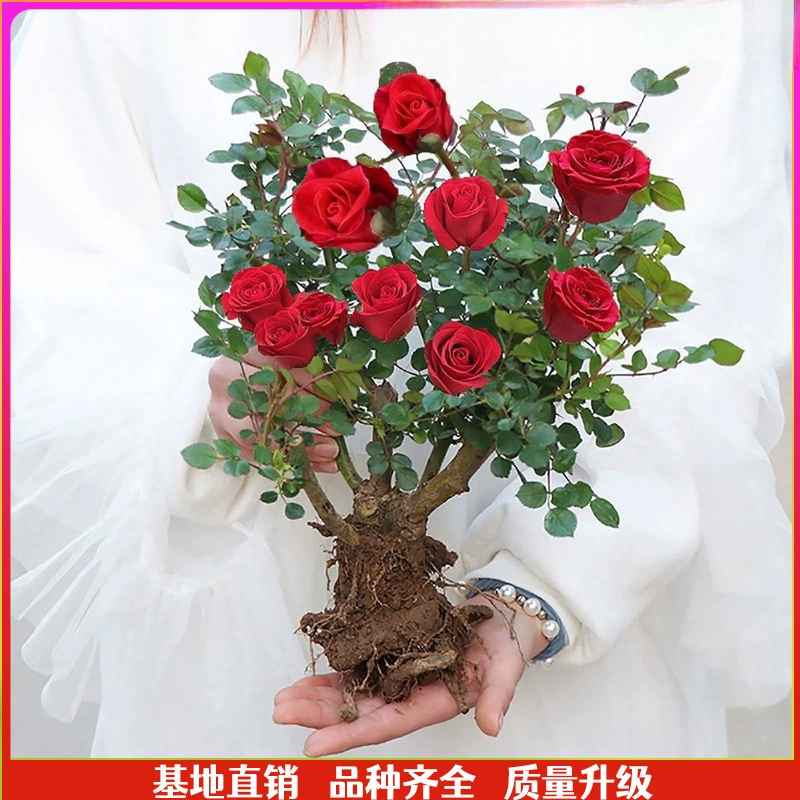 Розовые саженцы, старые розовые цветочные саженцы, очень большие цветочные горшки, цветы, цветущие в четыре сезона, красные розы, разноцветные.