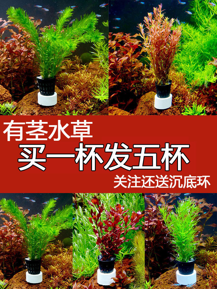 鱼缸水草植物真水草造景套餐蜈蚣草绿菊阴性水草增养新手懒人水草 种苗花卉网