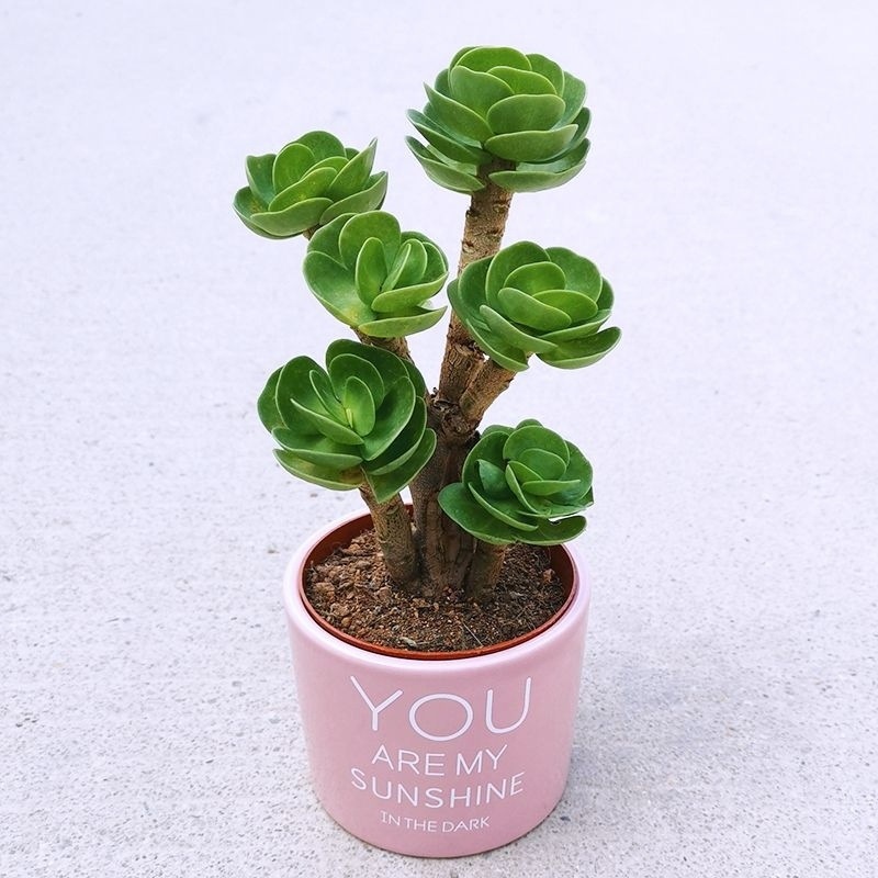 5b15b256-7d56-48ce-8f3f-ed2a27213ae7.jpe