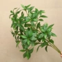 日本北欧客厅植物马醉木