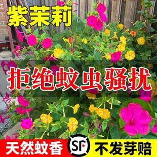 ���N�Ӻû�����������ͥԺ���^�G�����Ե��׻�ҹ���㻨�ѻ��ܷN��