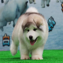 纯种阿拉斯加活体幼犬出售大型阿拉斯加雪橇犬幼崽家养陪伴宠物狗