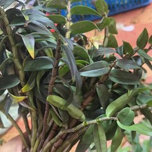 ��Uɽ�FƤʯ���r�lե֭�Ҝ�ʳ�Â��y���aƷ�Ŵ��ɲ�ʯ���m