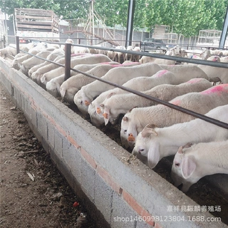 小尾寒羊活体 黑头杜波小羊羔纯种公羊母羊澳洲白萨福克小尾寒羊