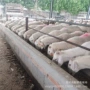 萨福克澳洲小尾寒活体种公羊