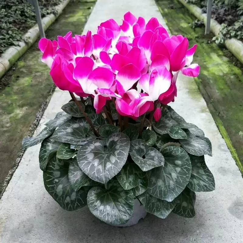 新品仙客来盆栽带花发货好养室内花卉四季花阳台室内盆栽观花植物