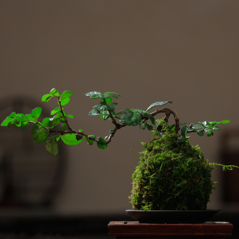 Cliff Fujian Tea Moss Ball Cliff Elm Tree June Snow Seven-Mile Incense Nine-Mile Incense Boxwood Podocarpus Green Plant