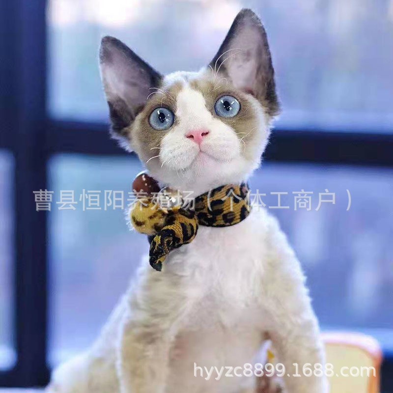 O1CN01qyZhpN25prJX95mQd_!!2207