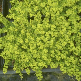 250 Nursery Supplies, Lawn Ground Cover, Gold Leaf Crossing Yellow, Sieve Tray Seedlings, Flower Bed Courtyard, Flower Border Green Flowers