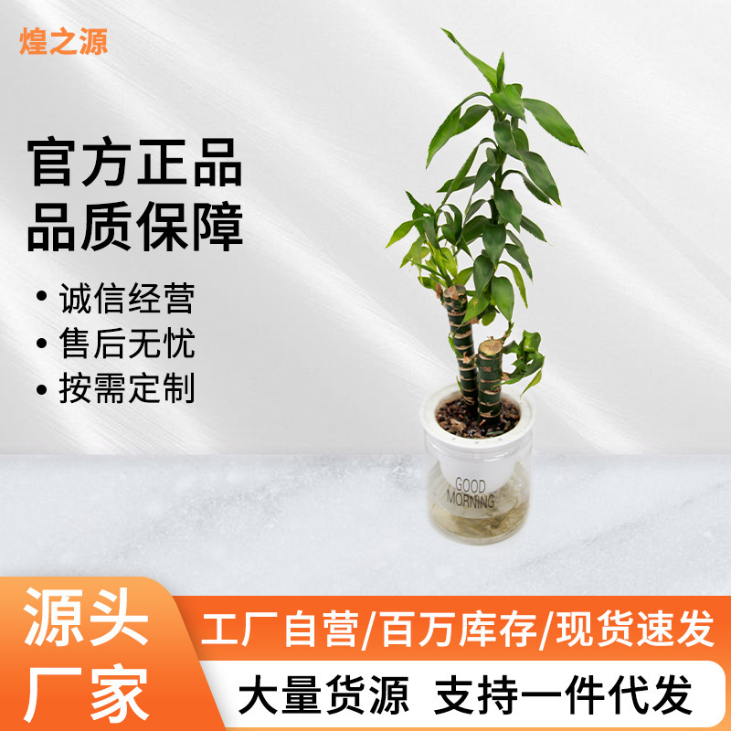 Transparent Hydroponic Plastic Vase Green Radish Aquatic Plants Plant Container Suitable for Indoor Table Display Flower Pot