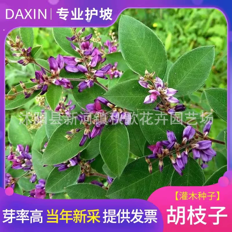 Защита склонов семена кустарника Красивая Леспедеза двухцветная семена Леспедеза Цветы Семена лесных деревьев Семена Витекс семена
