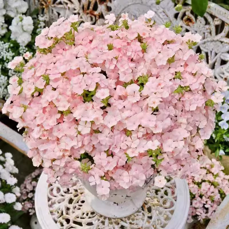 Цветочные семена флокса четыре сезона посевные растения комнатные цветочные горшки