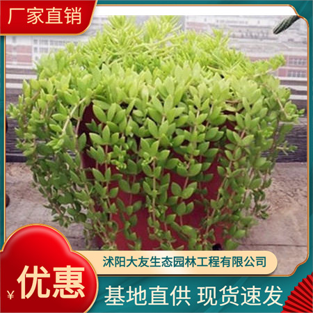 垂盆草基地批发 自产自销  品种齐全景区造景工程绿化苗