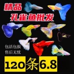 斑马鱼天使鱼观赏鱼凤尾鱼苗淡水宠物鱼好鱼纯种精品鱼孔雀鱼