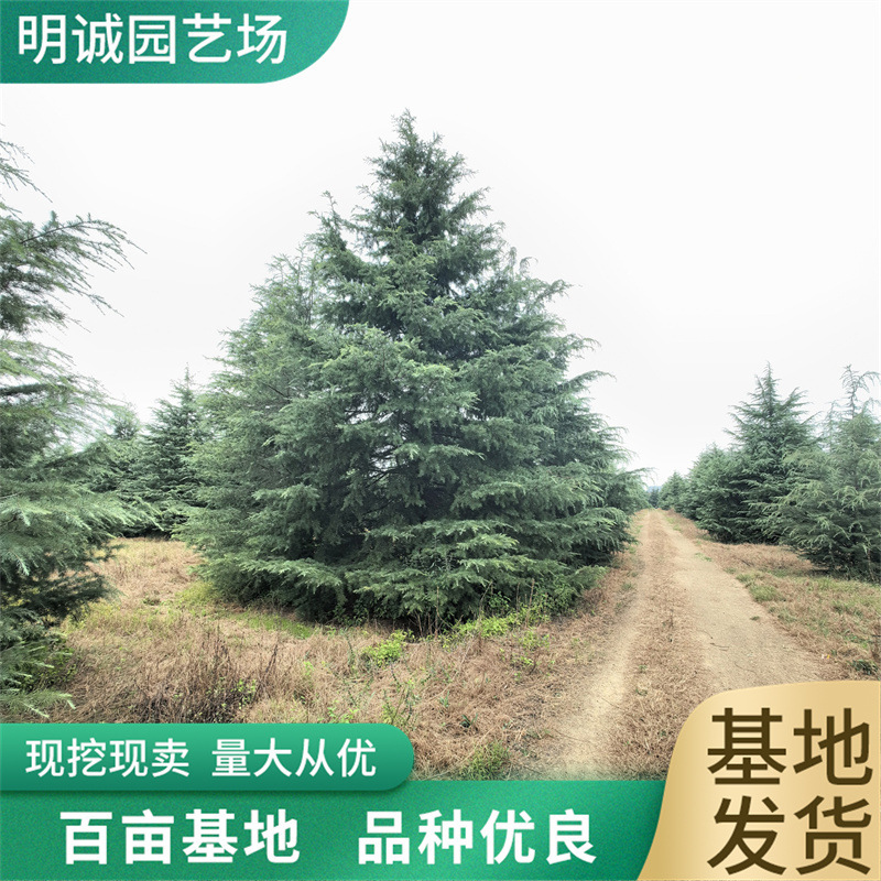 雪松树苗 小苗 宝塔松圣诞树庭院绿化苗木 四季常青耐寒植物