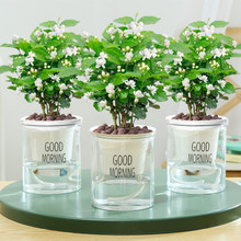 茉莉花苗 茉莉花苗品牌 图片 价格 茉莉花苗批发 阿里巴巴