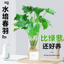 春雨绿植盆栽花卉植物室内易养活龟背竹无土纯羽水培植物室内好养