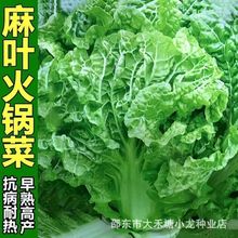 麻叶火锅无筋大白菜种子无茎白菜菜高产四季播阳台农家蔬菜种子