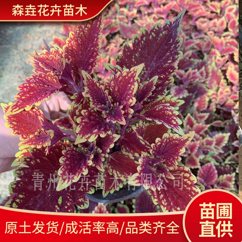 Цветные горшки для листовой травы для ландшафтного дизайна, сезонные цветы из травы, оптовая продажа поддонов для горшечных растений, цветочная клумба из цветной листовой травы для ландшафта