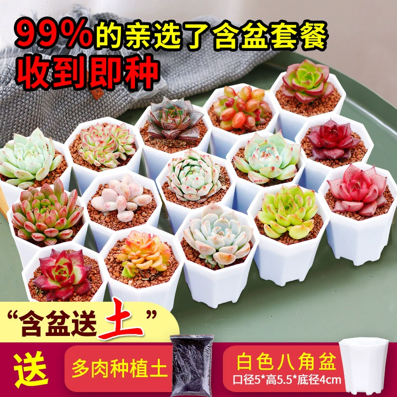 Набор для выращивания суккулентов своими руками Q4, включая горшок и почву, маленькие суккуленты в горшках, подарок для школьных и детских садовых мероприятий, командообразующих занятий, активностей для родителей и детей