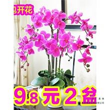 ���玧���������������m������͏d�҃�ֲ�ﻨ���ļ����B��