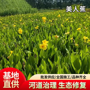 ���˽���������lˮ��ͦˮֲ��ӵ���ؾG�������쾰���̳��G����